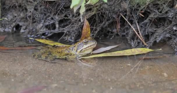 Common Frog Shallow Water Rana Temporaria Temporaria Largely Terrestrial Frog — Stock Video