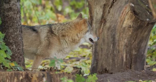 Волк Canis Lupus Известный Серый Волк Является Крупнейшим Представителем Семейства — стоковое видео