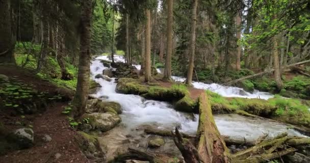 Mountain River Het Bos Prachtig Natuurlandschap — Stockvideo