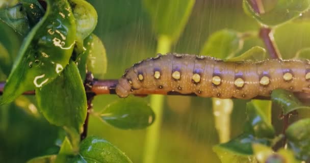 Housenka Bedstraw Hawk Moth Plazí Větvi Během Deště Housenka Hyles — Stock video