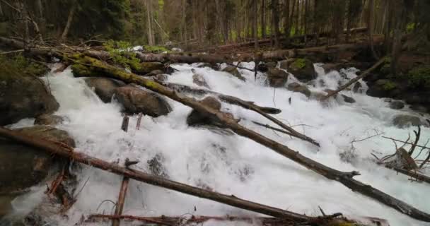 Mountain River Het Bos Slow Motion Prachtig Natuurlandschap — Stockvideo