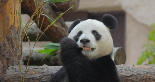 Obří Panda Ailuropoda Melanoleuca Také Známý Jako Panda Medvěd Nebo — Stock video