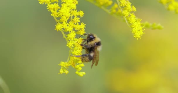 シャギーバンブルビーは 植物の黄色の花から蜜を授粉して収集します — ストック動画