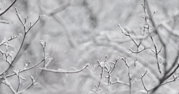 Boom Takken Achtergrond Van Sneeuw Sneeuwvlokken Die Het Winterlandschap Vallen — Stockvideo