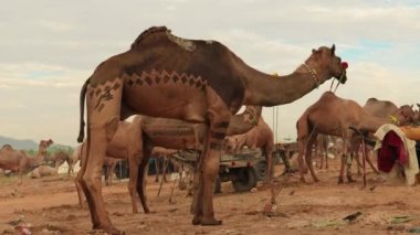 Pushkar Fuarı 'ndaki develer ya da yerel adıyla Kartik Mela, Hindistan' ın Pushkar Rajasthan kentinde düzenlenen yıllık çoklu hayvan fuarı ve kültür fuarıdır..