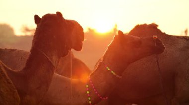 Pushkar Fuarı 'nda develer yavaş çekimde ya da Kartik Mela olarak da bilinir, Hindistan' ın Pushkar Rajasthan kentinde düzenlenen yıllık çoklu hayvan fuarı ve kültür fuarıdır..