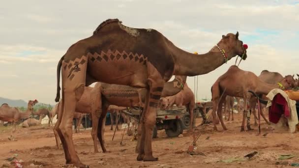 Camellos Feria Pushkar También Llamada Feria Camellos Pushkar Localmente Como — Vídeos de Stock