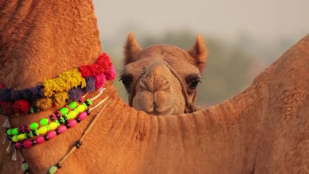 Camelos Câmera Lenta Feira Pushkar Também Chamada Feira Pushkar Camel — Vídeo de Stock