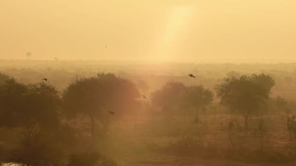 Pássaros Nascer Sol Fundo Bela Natureza Índia Câmera Lenta Rajasthan — Vídeo de Stock