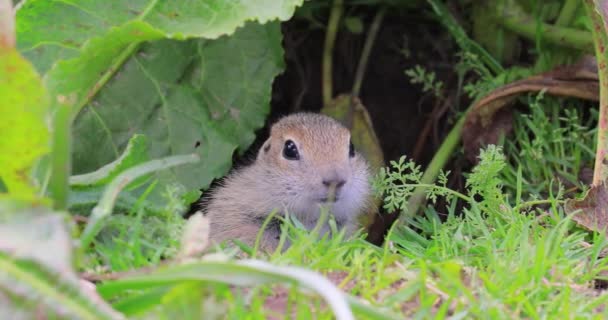 Biała Wiewiórka Ziemna Spermophilus Musicus Gatunek Gryzonia Rodziny Wiewiórek Lądowych — Wideo stockowe