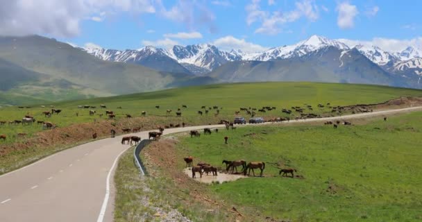 Zwierzęta Konie Krowy Pasą Się Łąkach Regionu Elbrus Wyruszają Trasę — Wideo stockowe