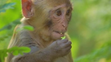 Rhesus macaque (Macaca mulatta), Eski Dünya maymunlarının en bilinen türlerinden biridir. Ranthambore Ulusal Parkı Sawai Madhopur Rajasthan Hindistan
