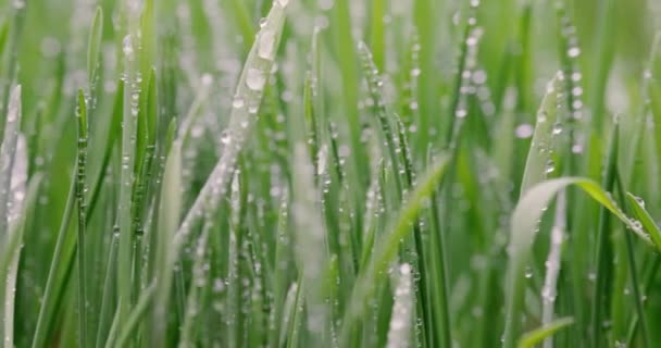 Grönt Gräs Närbild Super Makro Skytte Abstrakt Bakgrund — Stockvideo
