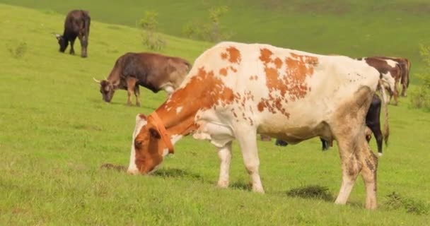 Vacas Juntas Pastando Campo Vacas Corriendo Hacia Cámara — Vídeos de Stock