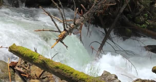 Mountain River Het Bos Slow Motion Prachtig Natuurlandschap — Stockvideo