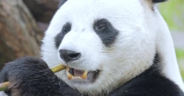 Гигантская Панда Ailuropoda Melanoleuca Известная Панда Медведь Просто Панда Является — стоковое видео