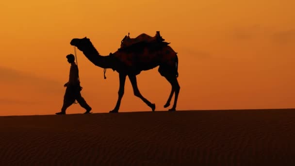 Cameleers Kameel Chauffeurs Bij Zonsondergang Thar Woestijn Zonsondergang Jaisalmer Rajasthan — Stockvideo