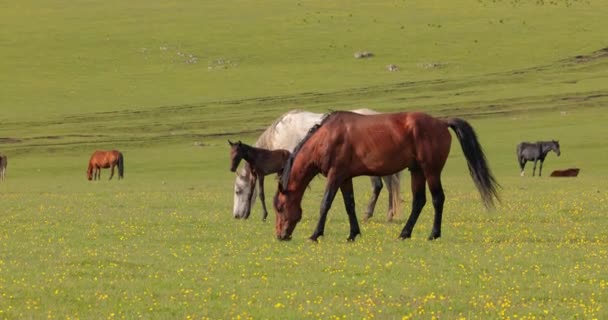 山の風景の中に緑の牧草地で馬の放牧 — ストック動画