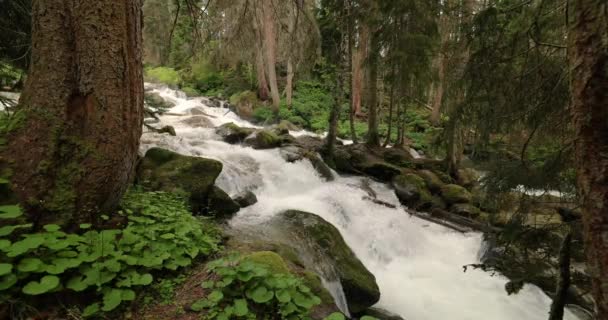 Горная Река Лесу Ландшафт Дикой Природы — стоковое видео