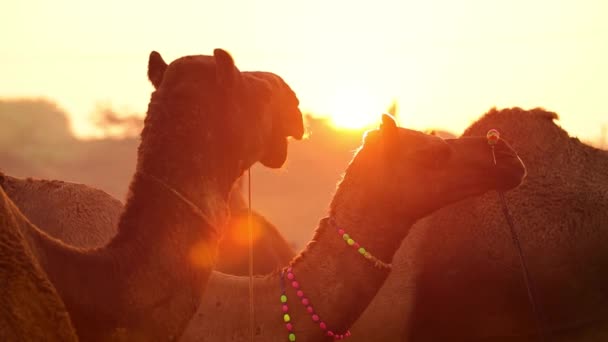 Camellos Cámara Lenta Feria Pushkar También Llamada Feria Camellos Pushkar — Vídeos de Stock