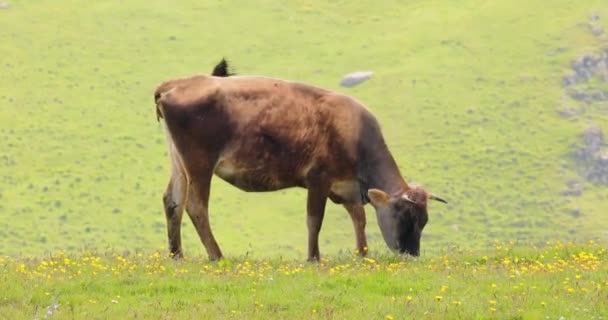 Vacas Juntas Pastando Campo Vacas Corriendo Hacia Cámara — Vídeos de Stock