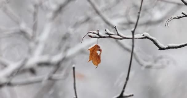 Ветки Деревьев Фоне Снегопада Снежные Хлопья Падающие Зимнего Пейзажа — стоковое видео