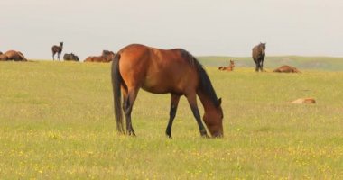 Dağ manzarasında yeşil bir çayırda otlayan atlar.