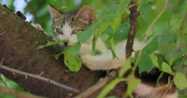 Ağaç dalında başıboş bir kedi yavrusu. Sokak kedisi açık havada yaşayan ve insanlarla temas kurmaktan kaçınan sahipsiz bir kedidir: kendisine dokunulmasına ya da dokunulmasına izin vermez ve insanlardan gizli kalır..