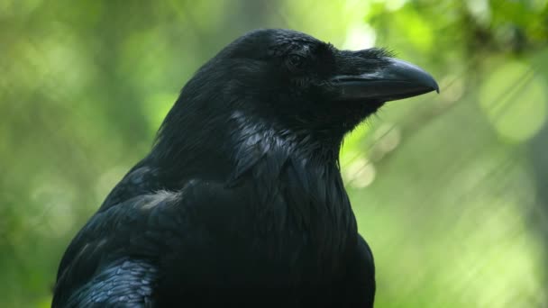 一般的なカラス Corvus Corax は北のカラスとしても知られ 大型のオールブラックのパッセリン鳥です 北半球で発見され 全てのコルビッドの中で最も広く分布している — ストック動画