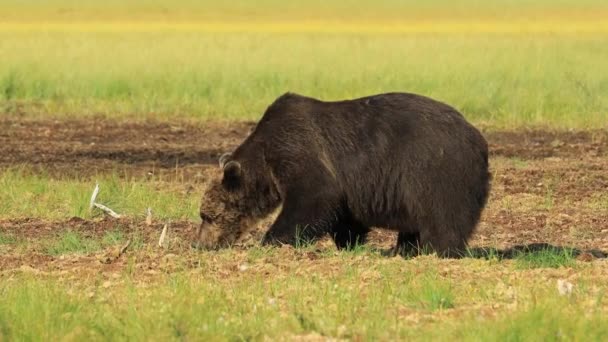 Urso Pardo Ursus Arctos Natureza Selvagem Urso Que Encontrado Grande — Vídeo de Stock