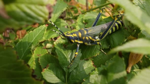 Aularches Miliaris Monotypic Grasshopper Species Genus Aularches Insect Has Been — Stock Video