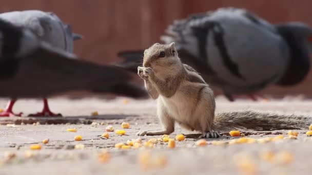 Funambulus Palmarum Una Especie Roedor Familia Sciuridae Que Encuentra Naturalmente — Vídeos de Stock