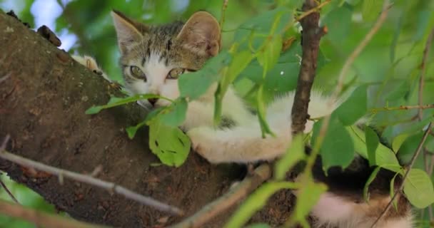 Zbłąkany Kotek Gałęzi Drzewa Zbłąkany Kot Jest Nieposiadanym Kotem Domowym — Wideo stockowe