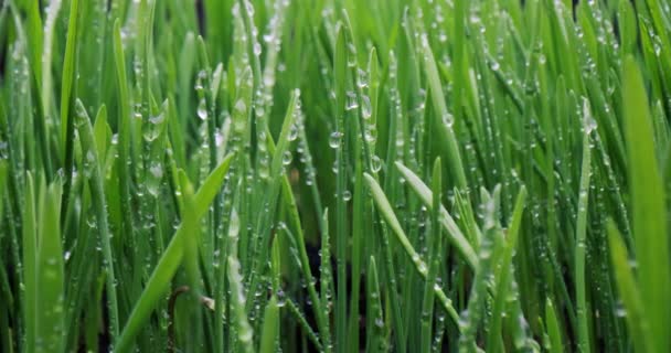 緑の芝生クローズアップスーパーマクロ撮影アブストラクト背景 — ストック動画