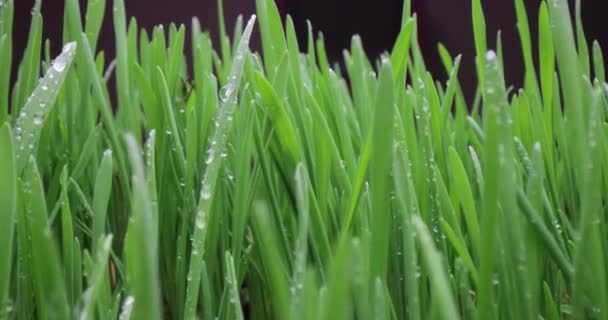 Grünes Gras Nahaufnahme Super Makro Schießen Abstrakten Hintergrund — Stockvideo