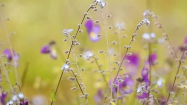 Myosotis kapat. Kuzey yarımkürede halk dilinde 