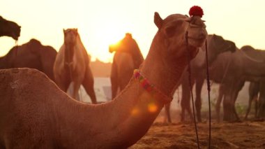 Pushkar Fuarı 'nda develer yavaş çekimde ya da Kartik Mela olarak da bilinir, Hindistan' ın Pushkar Rajasthan kentinde düzenlenen yıllık çoklu hayvan fuarı ve kültür fuarıdır..