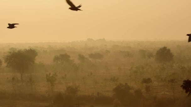 Птицы Восходе Солнца Фоне Прекрасной Природы Индии Замедленной Съемке Раджастхан — стоковое видео