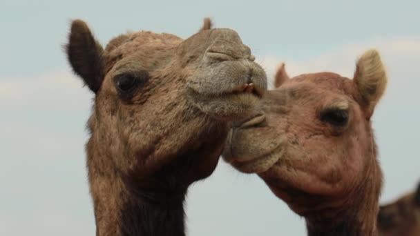 Верблюды Ярмарке Pushkar Camel Fair Известной Ярмарка Верблюдов Pushkar Camel — стоковое видео