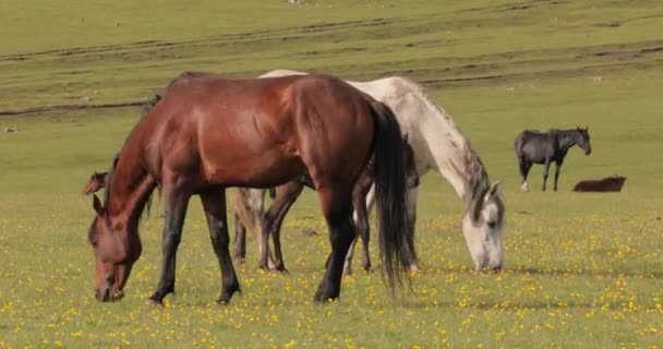 Άλογα Που Βόσκουν Ένα Καταπράσινο Λιβάδι Ορεινό Τοπίο — Αρχείο Βίντεο