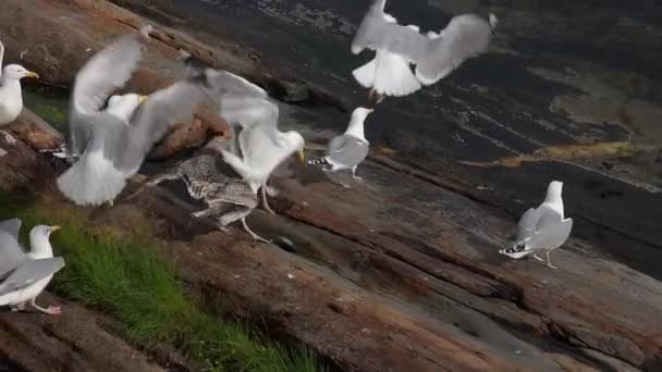 Las Gaviotas Pelean Por Los Trozos Pescado Orilla Fiordo Noruega — Vídeo de stock