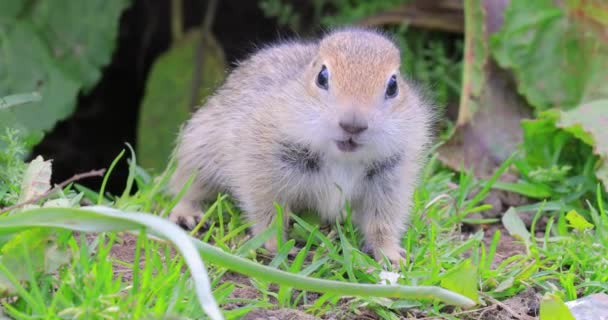 高加索山地松鼠 Mountain Caucasus Sian Ground Squirrel 或Elbrus Ground Squirrel Spermophilus — 图库视频影像