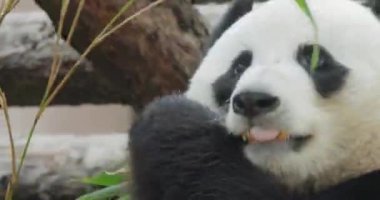 Dev panda (Ailuropoda melanoleuca), Çin 'in güneyinde yaşayan bir ayıdır..