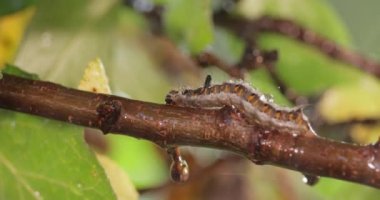 Sarı kuyruk güvesi (Euproctis similis), Erebidae familyasından bir tırtıldır. Tırtıl yeşil arka planda bir ağaç dalı boyunca sürünür..