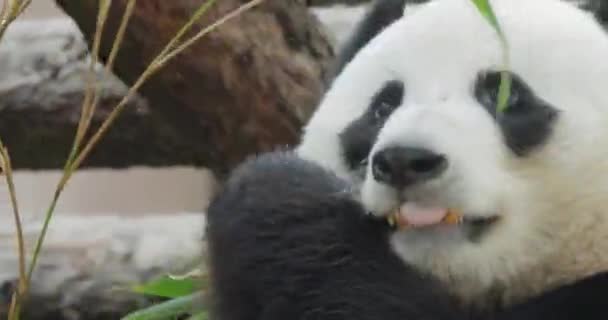 Óriás Panda Ailuropoda Melanoleuca Más Néven Panda Medve Vagy Egyszerűen — Stock videók