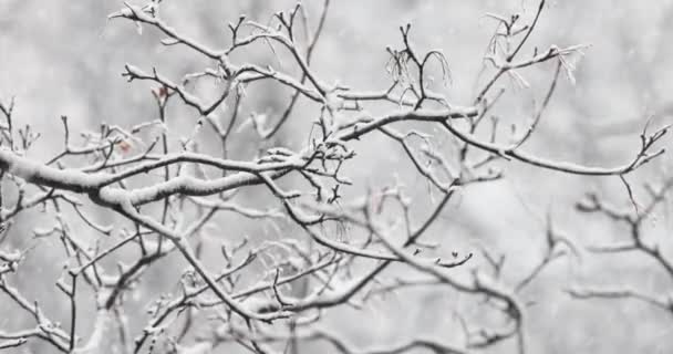 Δέντρο Κλαδιά Στο Φόντο Της Χιονιού Νιφάδες Χιονιού Πέφτουν Στο — Αρχείο Βίντεο