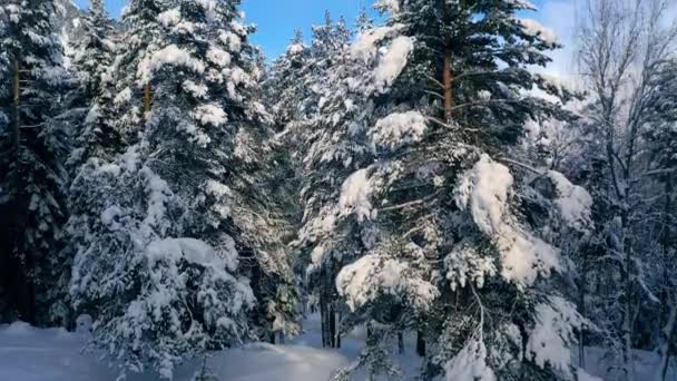 Piękny Las Sceny Śniegu Zimie Latanie Nad Sosnami Pokrytymi Śniegiem — Wideo stockowe