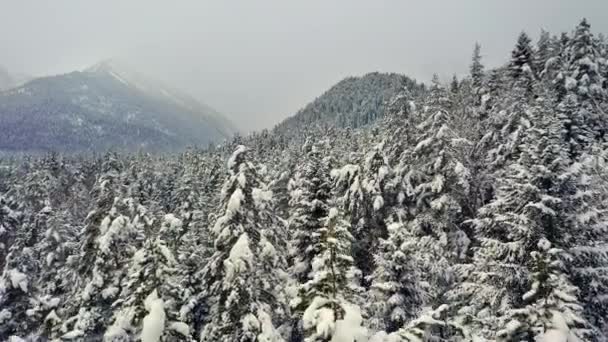 Piękny Las Sceny Śniegu Zimie Latanie Nad Sosnami Pokrytymi Śniegiem — Wideo stockowe