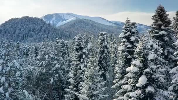 Красива Снігова Сцена Лісу Взимку Літаючі Над Сосновими Деревами Вкритими — стокове відео