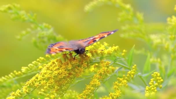Aglais Urticae Nymphalis Urticae Una Mariposa Eurasiática Familia Nymphalidae Una — Vídeos de Stock